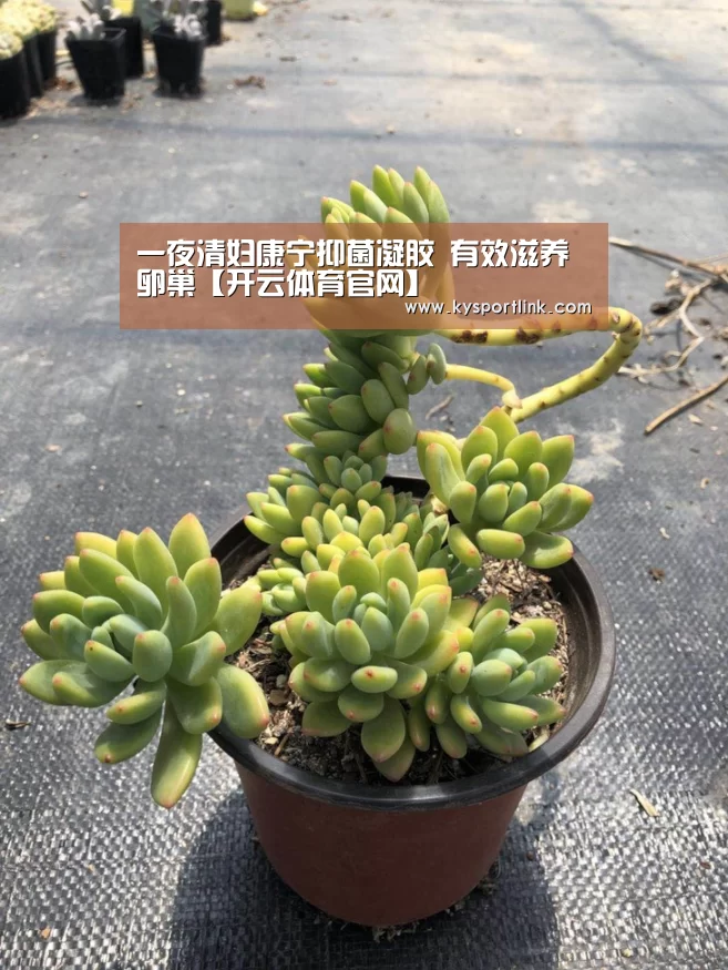 开云体育数据中心